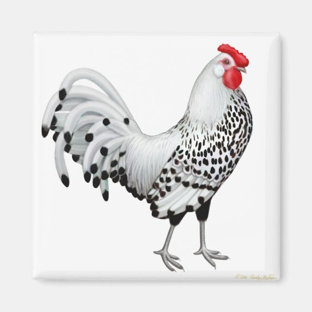 Silver Spangled Hamburg Rooster Magnet (Vorne)