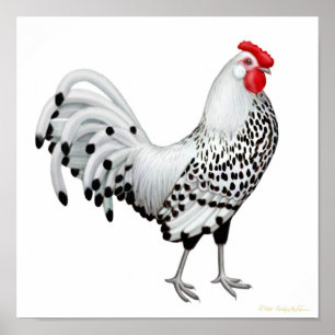 Silver Spangled Hamburg Rooster Print Poster
