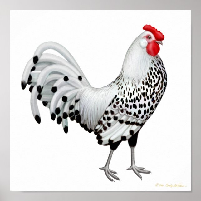 Silver Spangled Hamburg Rooster Print Poster (Vorne)