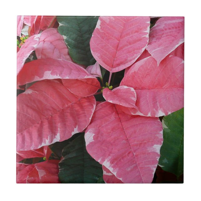 Silver Star Marble Poinsettias Pink Holiday Floral Fliese (Vorderseite)