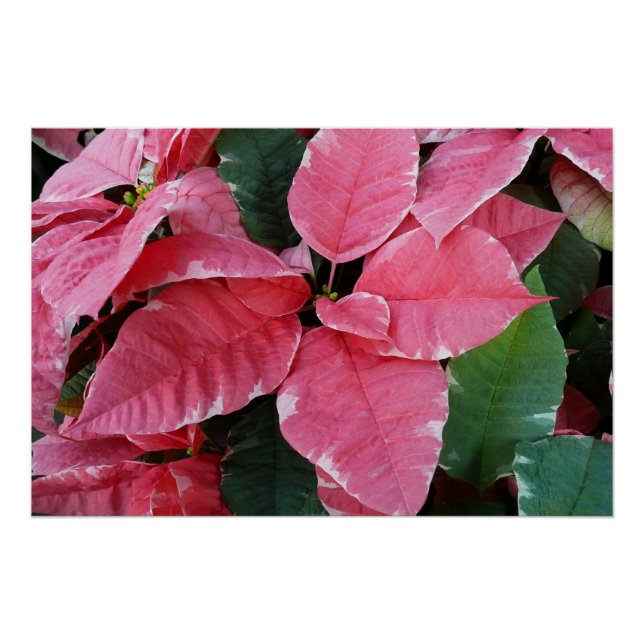Silver Star Marble Poinsettias Pink Holiday Floral Poster (Vorderseite)