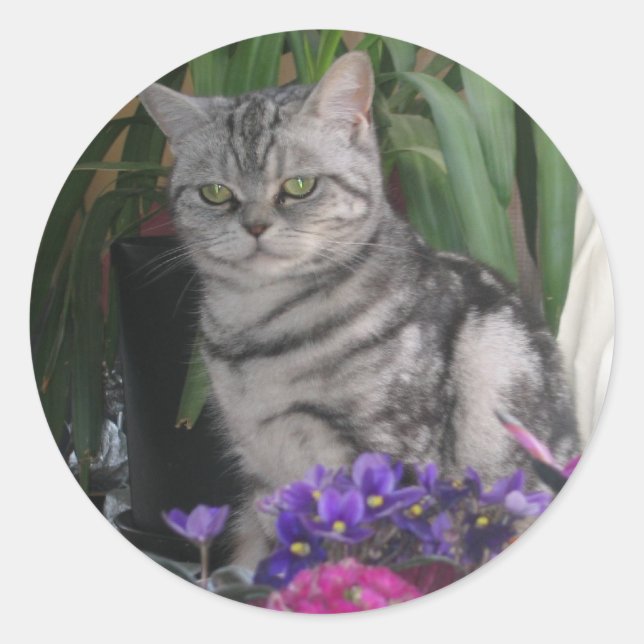 Silver tabby - British Shorthair Cat Aufkleber (Vorderseite)