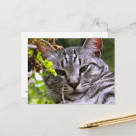 Silver Tabby Cat Face Postkarte