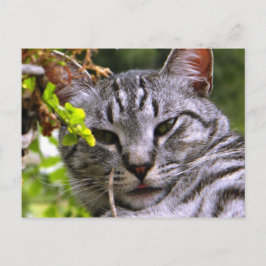 Silver Tabby Cat Face Postkarte