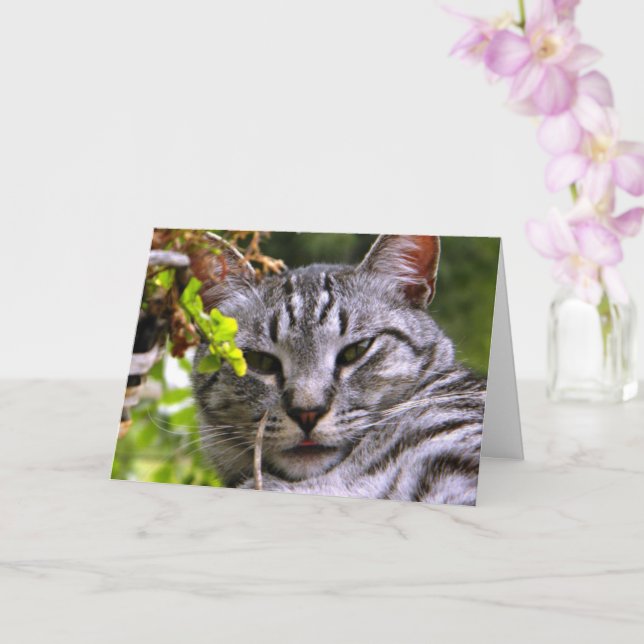 "Silver Tabby Cat Head" Grußkarte mit Umschlag Karte (Orchidee)