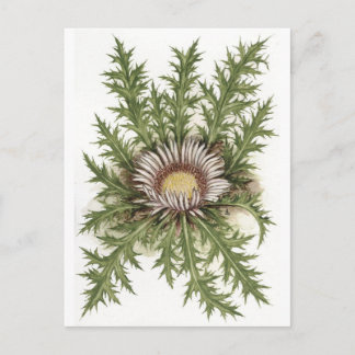 Silver Thistle Collection Postkarte