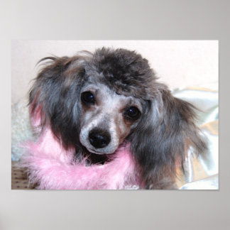 Silver Toy Poodle Gesicht Poster