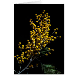 Silver Wattle Blume