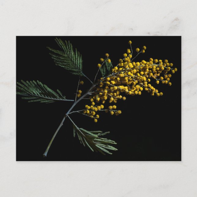 Silver Wattle Blume Postkarte (Vorderseite)