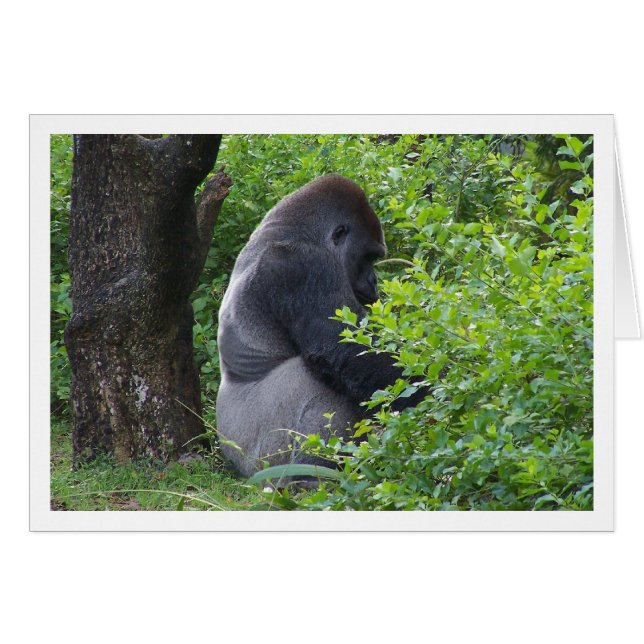 Silverback (Vorderseite (Horizontal))
