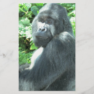Silverback Gorilla