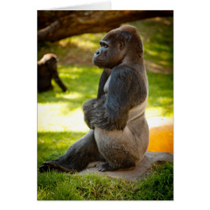 Silverback Gorilla