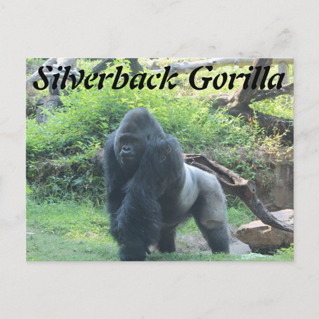 Silverback Gorilla # 2 Postkarte (Vorderseite)