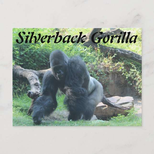 Silverback Gorilla # 3 Postkarte (Vorderseite)