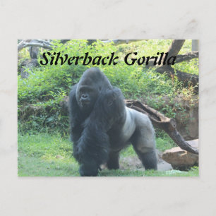 Silverback Gorilla # 4 Postkarte