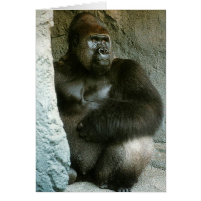 Silverback Gorilla Card (Vorne)