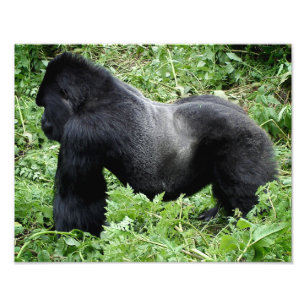 Silverback Gorilla Foto
