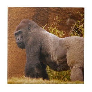 Silverback-Gorilla-Foto-Fliese Fliese