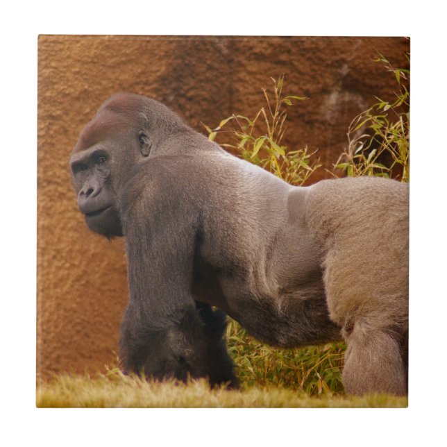 Silverback-Gorilla-Foto-Fliese Fliese (Vorderseite)