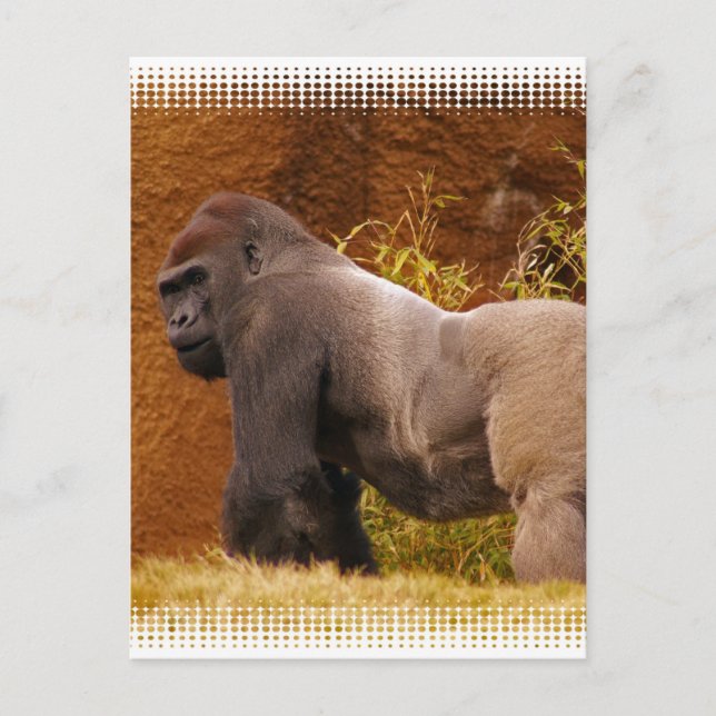 Silverback Gorilla Foto Postcard Postkarte (Vorderseite)
