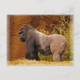 Silverback Gorilla Foto Postcard Postkarte