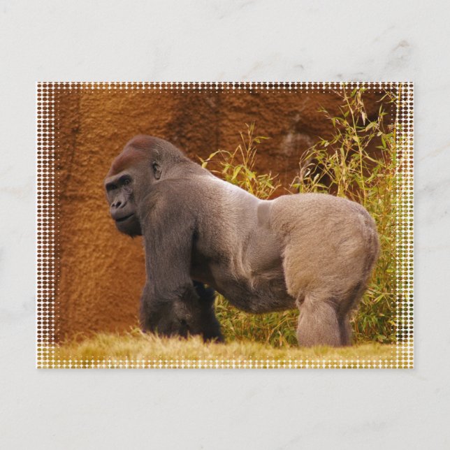 Silverback Gorilla Foto Postcard Postkarte (Vorderseite)