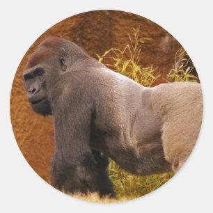 Silverback Gorilla Foto Sticker
