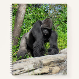 Silverback Gorilla Notebook, 8.5 x 11 + Notizbuch