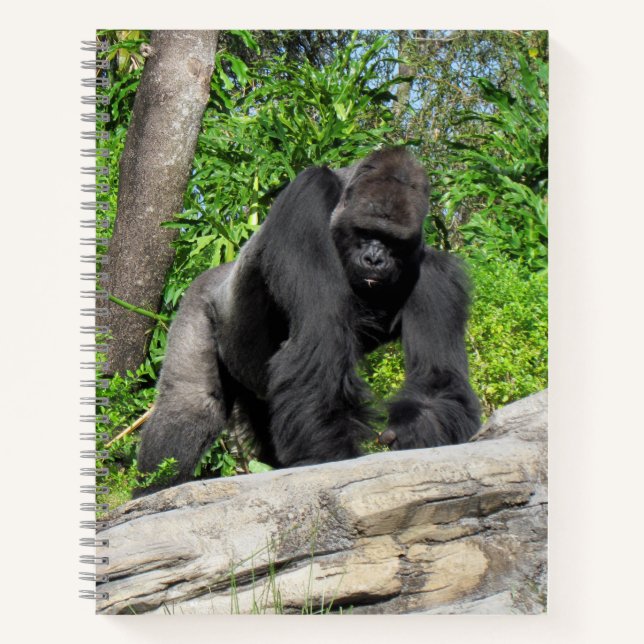 Silverback Gorilla Notebook, 8.5 x 11 + Notizbuch (Vorderseite)