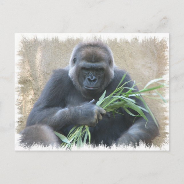 Silverback Gorilla Postcard Postkarte (Vorderseite)