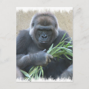 Silverback Gorilla Postcard Postkarte