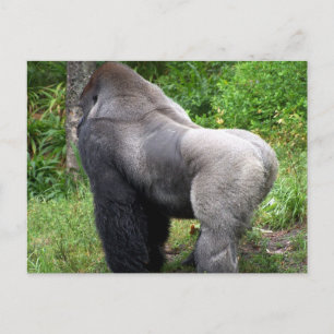 Silverback Gorilla Postcard Postkarte