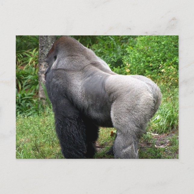 Silverback Gorilla Postcard Postkarte (Vorderseite)