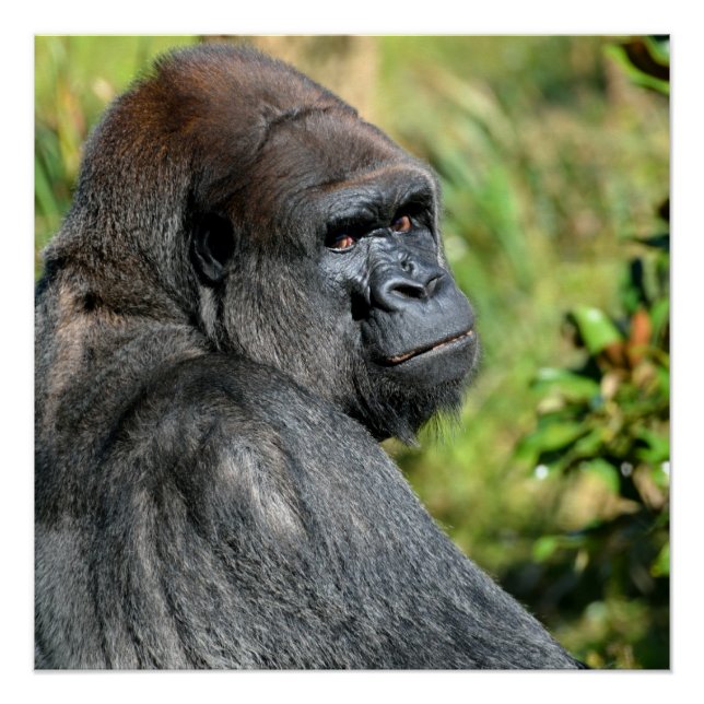 Silverback Gorilla Poster (Vorderseite)