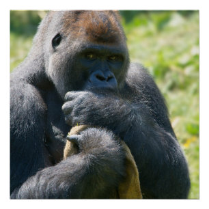 Silverback Gorilla und sein Blankenposter Poster