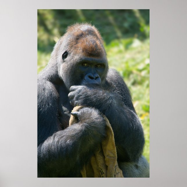 Silverback Gorilla und sein Deckblatt Poster (Vorne)