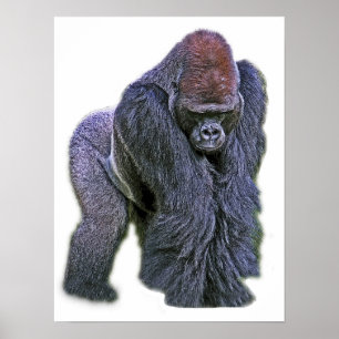 Silverback Gorilla, weißer Rücken (g2p2) Poster