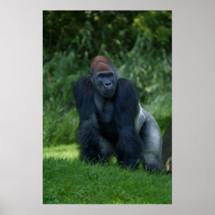 Silverback Gorillas Haltung Poster