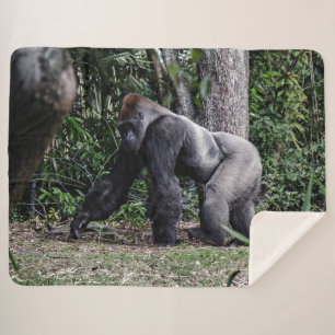 SILVERBACK GORILLOA SHERPADECKE