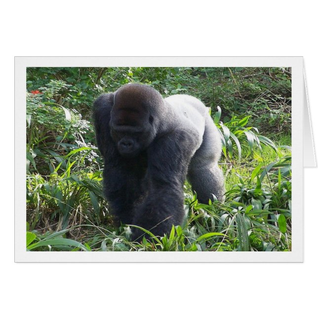 Silverback in Bewegung (Vorderseite (Horizontal))