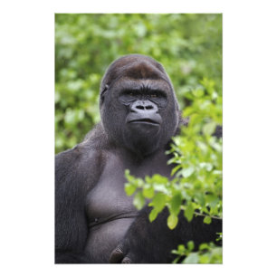 Silverback Lowland Gorilla, Gorilla Gorilla, Fotodruck