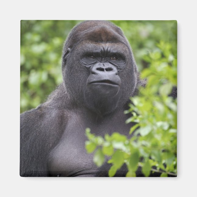 Silverback Lowland Gorilla, Gorilla Gorilla, Magnet (Vorne)