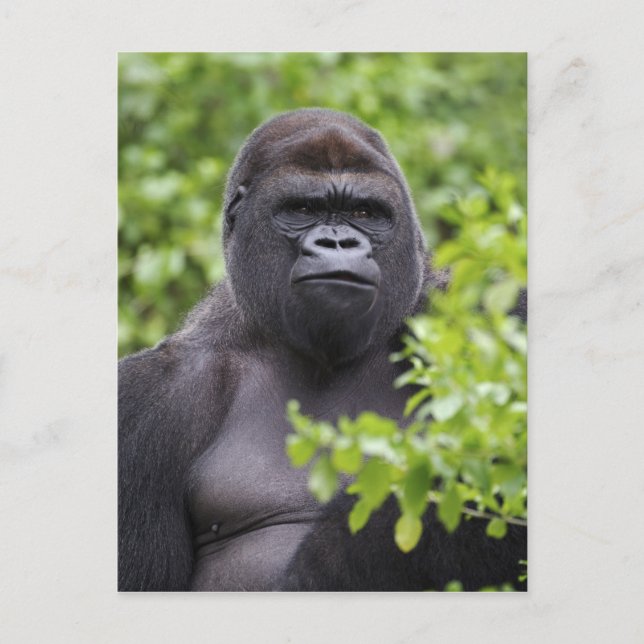 Silverback Lowland Gorilla, Gorilla Gorilla, Postkarte (Vorderseite)