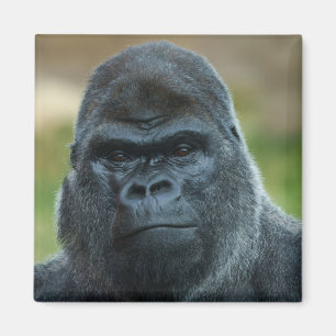 Silverback Magnet