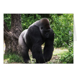 Silverback-männlicher Gorilla gehendes