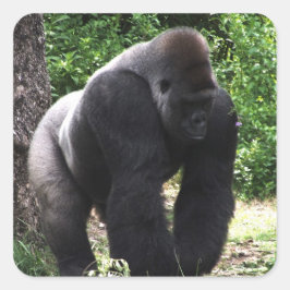 Silverback-männlicher Gorilla gehendes Quadratischer Aufkleber