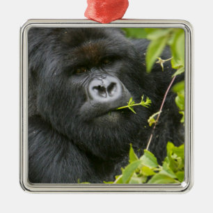 Silverback Mountain Gorilla Ornament Aus Metall