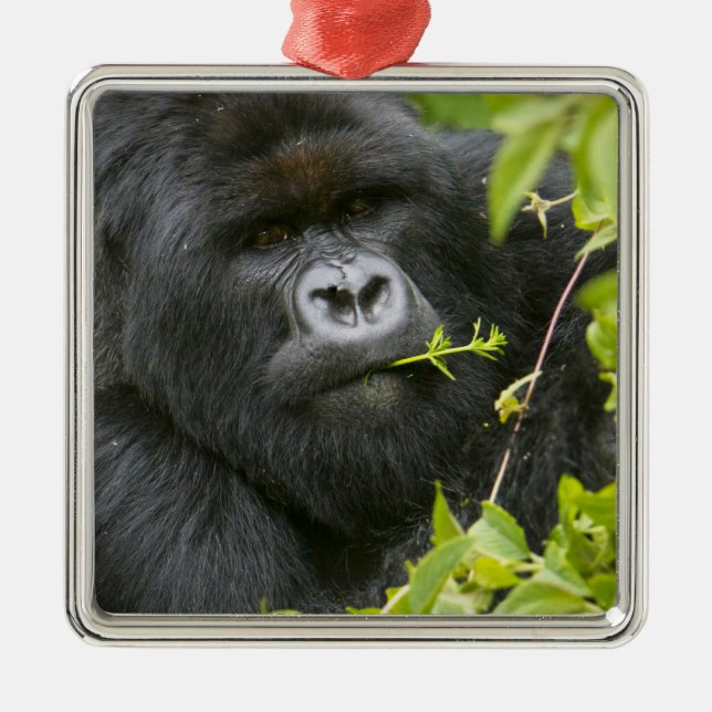Silverback Mountain Gorilla Ornament Aus Metall (Vorne)