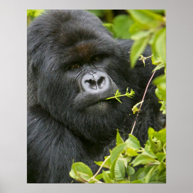 Silverback Mountain Gorilla Poster (Vorne)