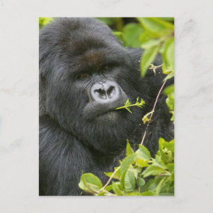 Silverback Mountain Gorilla Postkarte